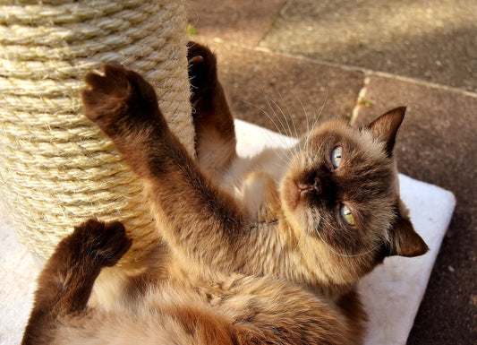 Understanding Cat Behavior: Why Scratching is Essential